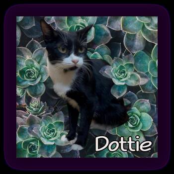 Rescue Domestic Short Hair Cats for Adoption in Valley City, North Dakota - Dottie | PetCurious