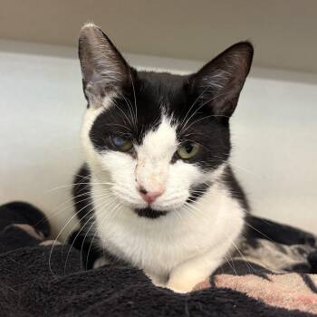 Blueberry Pie -  Domestic Short Hair Cat for Adoption in Eatontown, New Jersey - Blueberry Pie | PetCurious