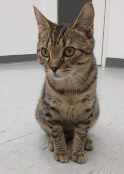 Bubbles -  Domestic Short Hair Cat for Adoption in Richmond Hill, Ontario - Bubbles | PetCurious