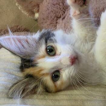 PATCHWORK -  Domestic Long Hair Cat for Adoption in Graham, Washington - PATCHWORK | PetCurious