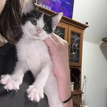 Rory -  Domestic Short Hair Cat for Adoption in New York, New York - Rory | PetCurious
