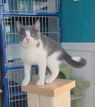 Dot -  Domestic Short Hair Cat for Adoption in Elizabeth, Illinois - Dot | PetCurious