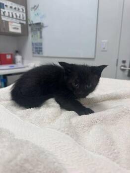 Leonardo -  Domestic Short Hair Cat for Adoption in Kansas City, Missouri - Leonardo | PetCurious