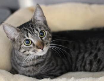 Domestic Short Hair Cats Available for Adoption - Neytiri | PetCurious