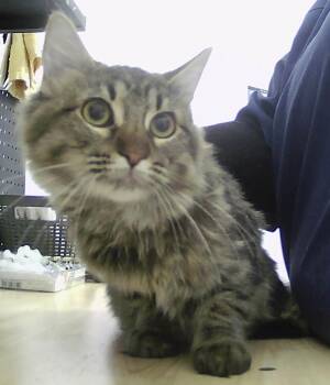 Domestic Short Hair Cats Available for Adoption - Toffee | PetCurious