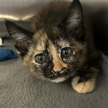 Domestic Short Hair Cats Available for Adoption in Knoxville, Tennessee - Kyla | PetCurious