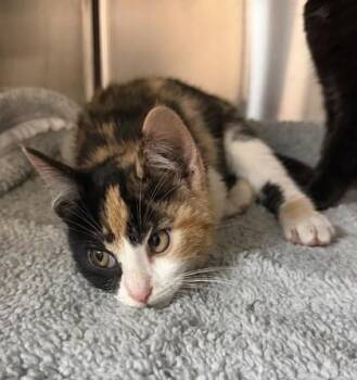 Domestic Short Hair Cats Available for Adoption - Jujubee | PetCurious