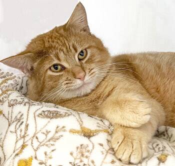 Domestic Short Hair Cats Available for Adoption - Farley | PetCurious