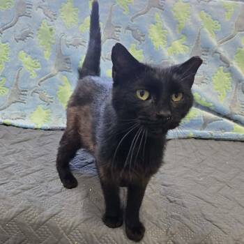 Bob -  Domestic Short Hair Cat for Adoption in Blaine, Minnesota - Bob | PetCurious