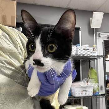 Domestic Short Hair Cats Available for Adoption in Salt Lake City, Utah - Frosting | PetCurious