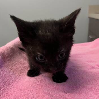 Chanel -  Domestic Short Hair Cat for Adoption in Oak Park, Illinois - Chanel | PetCurious
