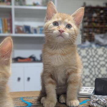 Provolone -  Domestic Short Hair Cat for Adoption in Salt Lake City, Utah - Provolone | PetCurious