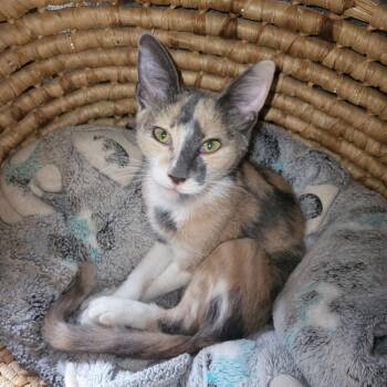 Penny -  Domestic Short Hair Cat for Adoption in Plumerville, Arkansas - Penny | PetCurious