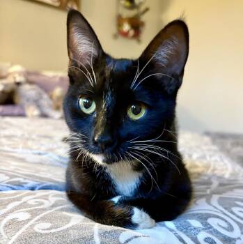 Sox -  Domestic Short Hair Cat for Adoption in Sonora, California - Sox | PetCurious