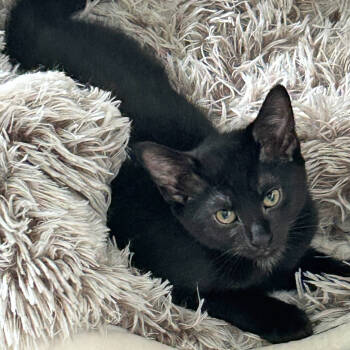 Rescue Domestic Short Hair Cats for Adoption in Cumming, Georgia - Keiko | PetCurious