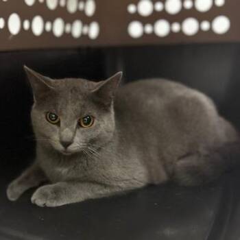 Domestic Short Hair Cats Available for Adoption in Circleville, Ohio - Ghost | PetCurious