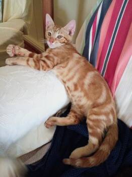 Arnie -  Domestic Short Hair Cat for Adoption in Honolulu, Hawaii - Arnie | PetCurious
