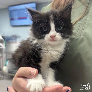 Domestic Long Hair Cats Available for Adoption in Washington, District Of Columbia - Ms. Huey | PetCurious
