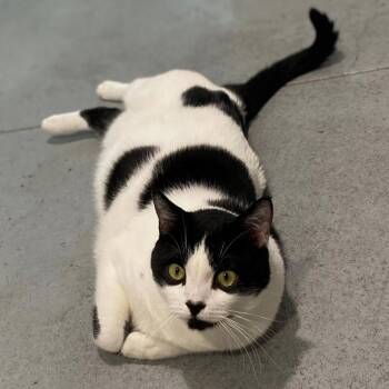 Domestic Short Hair Cats Available for Adoption - Gronk | PetCurious