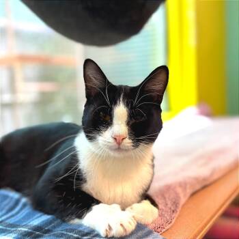 Rescue Domestic Short Hair Cats for Adoption in Fresno, California - Albin | PetCurious