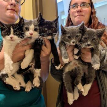 Domestic Short Hair Cats Available for Adoption in Potomac, Maryland - Bobby | PetCurious