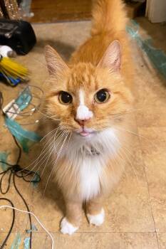 Orion -  Domestic Long Hair Cat for Adoption in Creve Coeur, Missouri - Orion | PetCurious