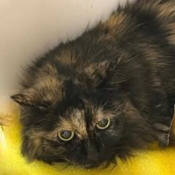 Rescue Tortoiseshell Cats for Adoption in Green Valley, Arizona - Panda | PetCurious