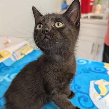 Moscow Mule -  Domestic Short Hair Cat for Adoption in Cumming, Georgia - Moscow Mule | PetCurious