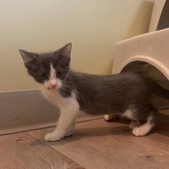 Stardust -  Domestic Short Hair Cat for Adoption in Saint Charles, Missouri - Stardust | PetCurious