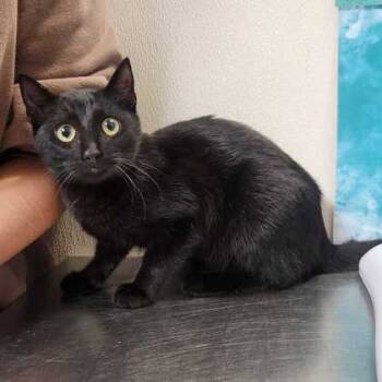 Rescue Domestic Short Hair Cats for Adoption in Bryan, Texas - 59805064 | PetCurious