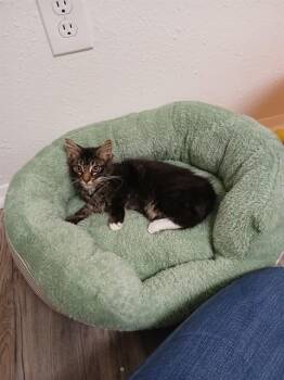 ANUBIS -  Domestic Medium Hair Cat for Adoption in Aurora, Colorado - ANUBIS | PetCurious
