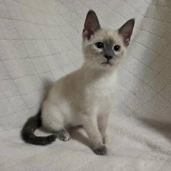 Siamese Cats Available for Adoption in Bentonville, Arkansas - Lilah | PetCurious