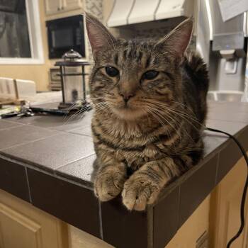 Rescue Domestic Short Hair Cats for Adoption in San Antonio, Texas - Keanu | PetCurious