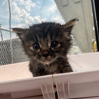 Devin -  Domestic Short Hair Cat for Adoption in Columbiana, Alabama - Devin | PetCurious