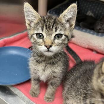Domestic Long Hair Cats Available for Adoption - Downy | PetCurious