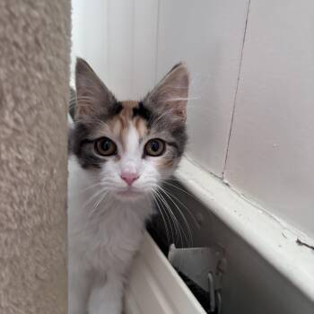 LEMON -  Calico Cat for Adoption in Frederick, Maryland - LEMON | PetCurious