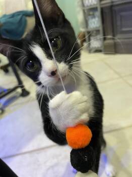 Hayes -  Domestic Short Hair Cat for Adoption in West Palm Beach, Florida - Hayes | PetCurious