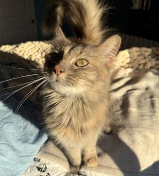Tiva -  Domestic Long Hair Cat for Adoption in Naperville, Illinois - Tiva | PetCurious