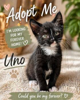 Tuxedo Cats Available for Adoption in Laurel, Maryland - Uno-Irrestible Snuggle Buddy | PetCurious