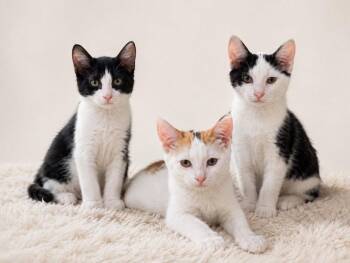 Katrina -  Domestic Short Hair Cat for Adoption in Cromwell, Kentucky - Katrina | PetCurious