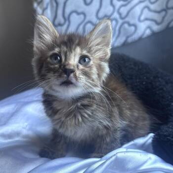 Hazel -  Domestic Long Hair Cat for Adoption in Long Beach, California - Hazel | PetCurious