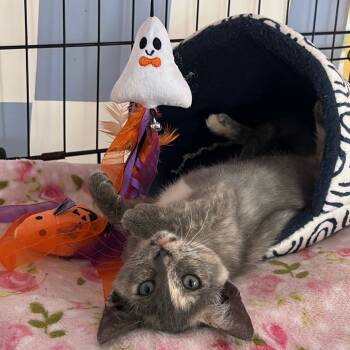 Rescue Domestic Short Hair Cats for Adoption in Costa Mesa, California - Witch Trial | PetCurious