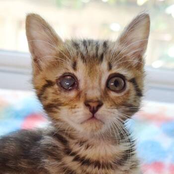 Watson -  Domestic Short Hair Cat for Adoption in Bulverde, Texas - Watson | PetCurious