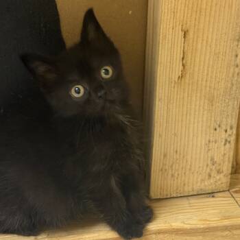 Rescue Domestic Short Hair Cats for Adoption in Westport, Connecticut - Simon - Baker British Baby 1 | PetCurious