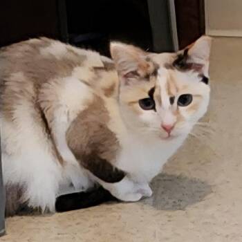 Domestic Short Hair Cats Available for Adoption - Bombay | PetCurious