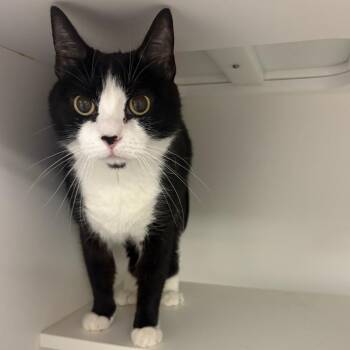 Domestic Short Hair Cats Available for Adoption in Philadelphia, Pennsylvania - Penelope | PetCurious