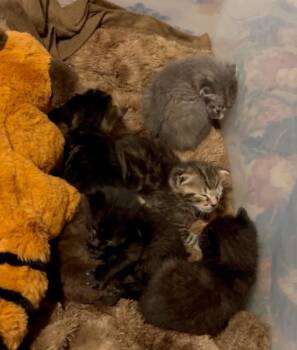 Oliver -  Tabby Cat for Adoption in San Antonio, Texas - Oliver | PetCurious