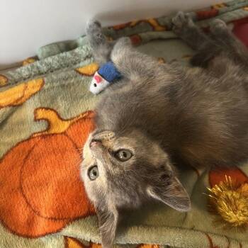 Rachel -  Domestic Short Hair Cat for Adoption in Marion, Illinois - Rachel | PetCurious
