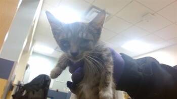 SANDIE -  Domestic Medium Hair Cat for Adoption in Doral, Florida - SANDIE | PetCurious