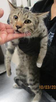 (628) -  Domestic Short Hair Cat for Adoption in Marietta, Georgia - (628) | PetCurious